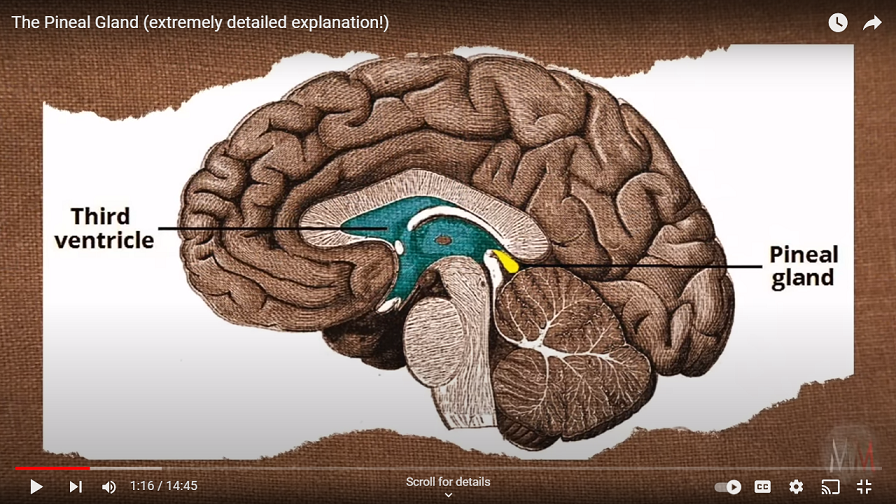 Brain Pineal Gland